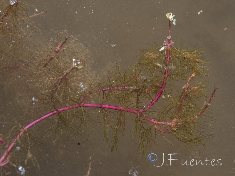 Myriophyllum alterniflorum.05