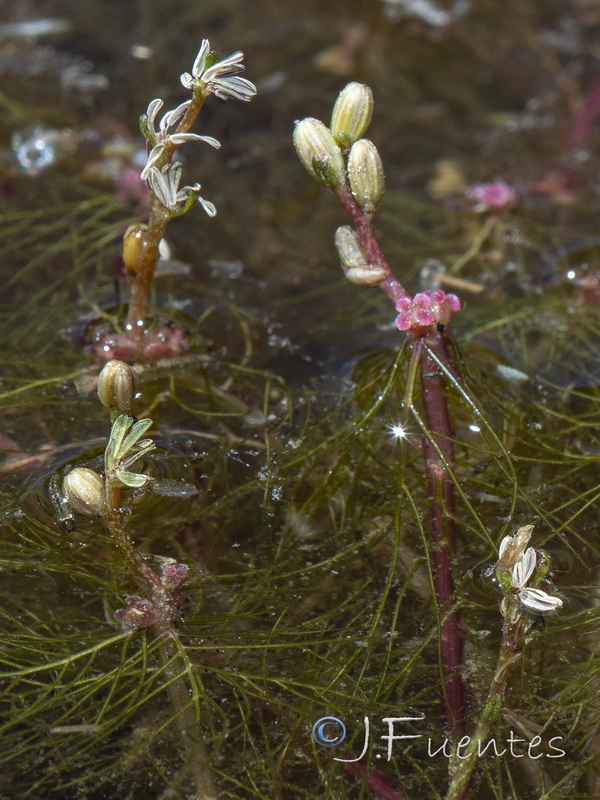 Myriophyllum alterniflorum.08