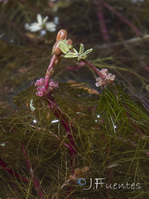 Myriophyllum alterniflorum.09