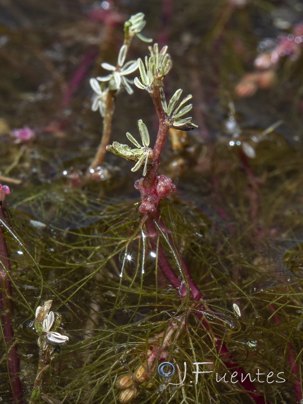 Myriophyllum alterniflorum.10