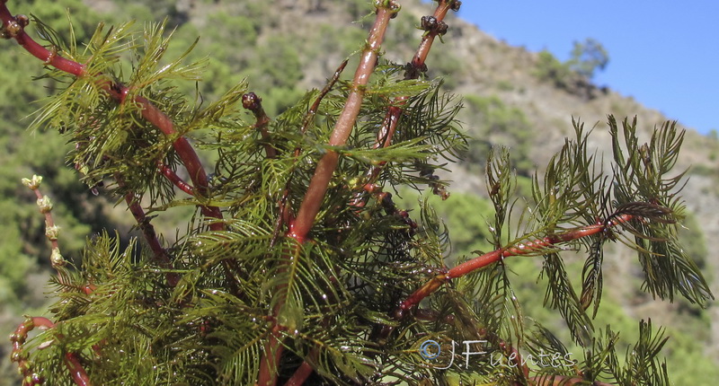 Myriophyllum spicatum.02