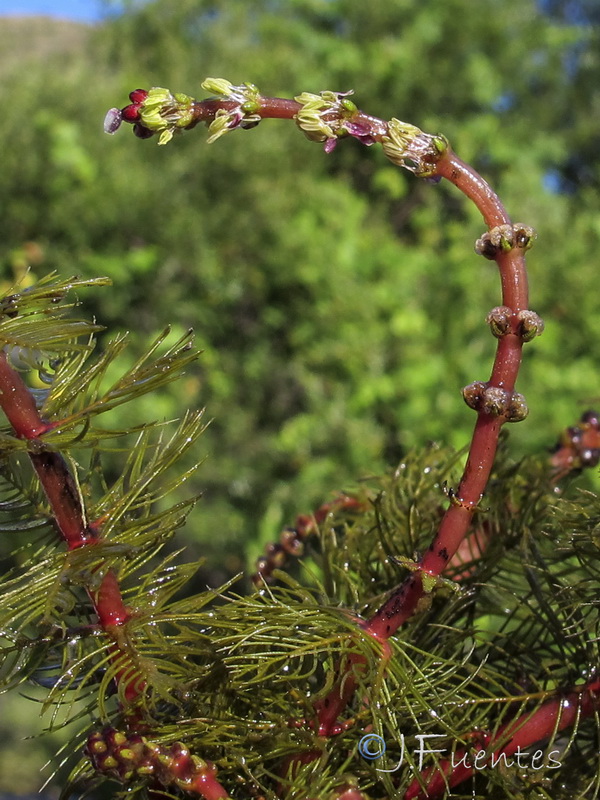 Myriophyllum spicatum.03