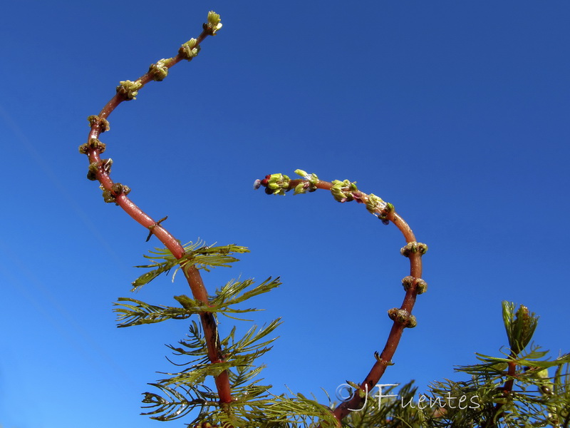 Myriophyllum spicatum.04