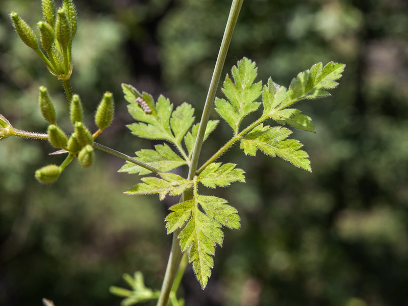 Myrrhoydes nodosa.03