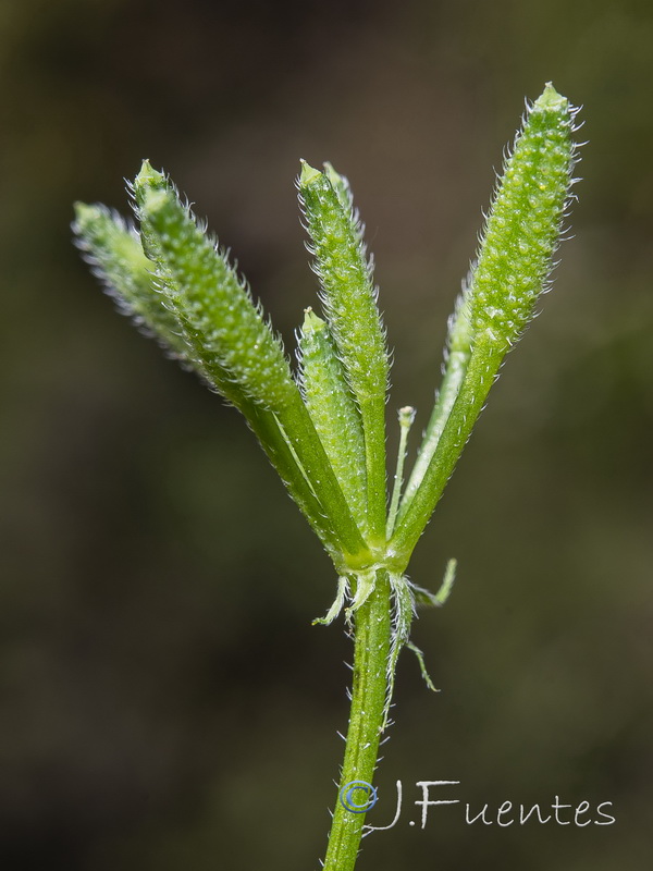 Myrrhoydes nodosa.09
