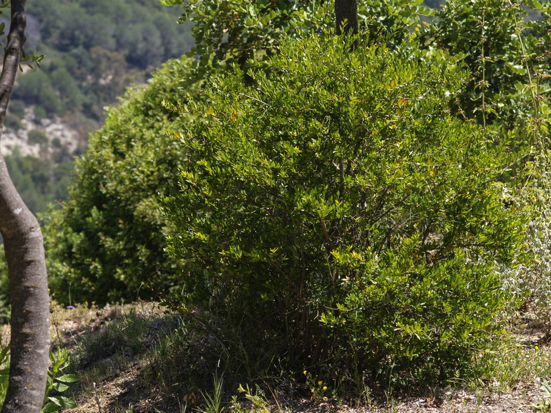 Myrtus communis.01