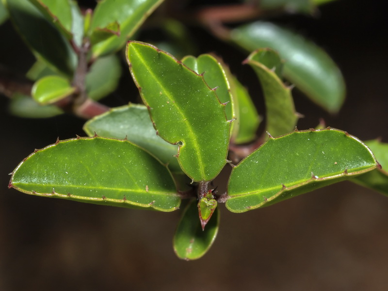Myrtus communis.04