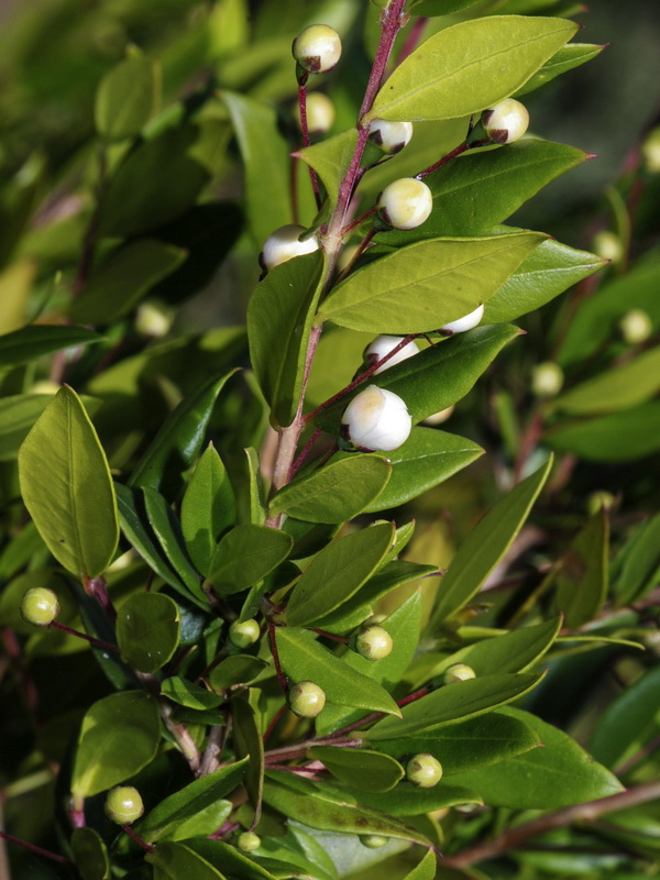 Myrtus communis.05