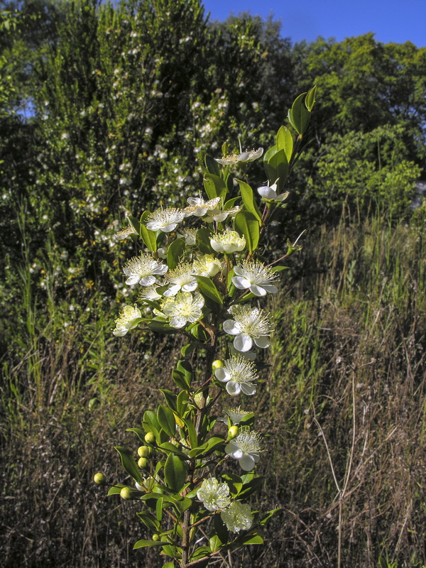 Myrtus communis.06