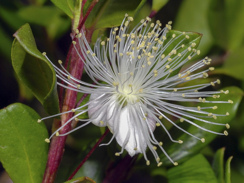 Myrtus communis.07