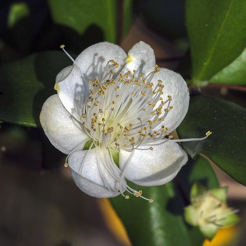 Myrtus communis.08