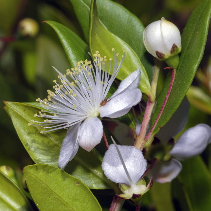 Myrtus communis.10