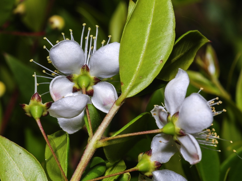 Myrtus communis.12