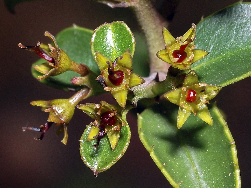 Myrtus communis.14