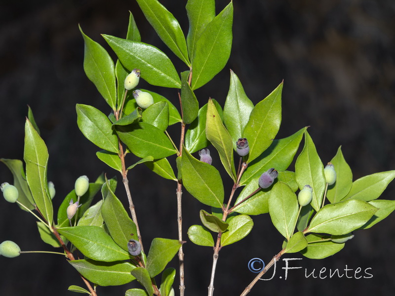 Myrtus communis.16