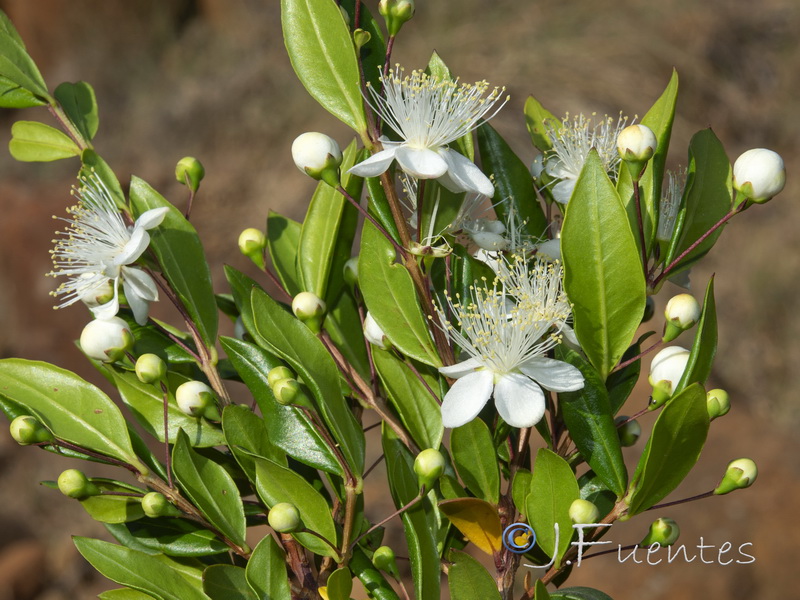 Myrtus communis.17