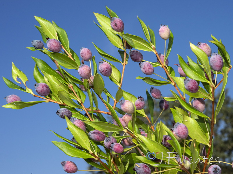 Myrtus communis.19