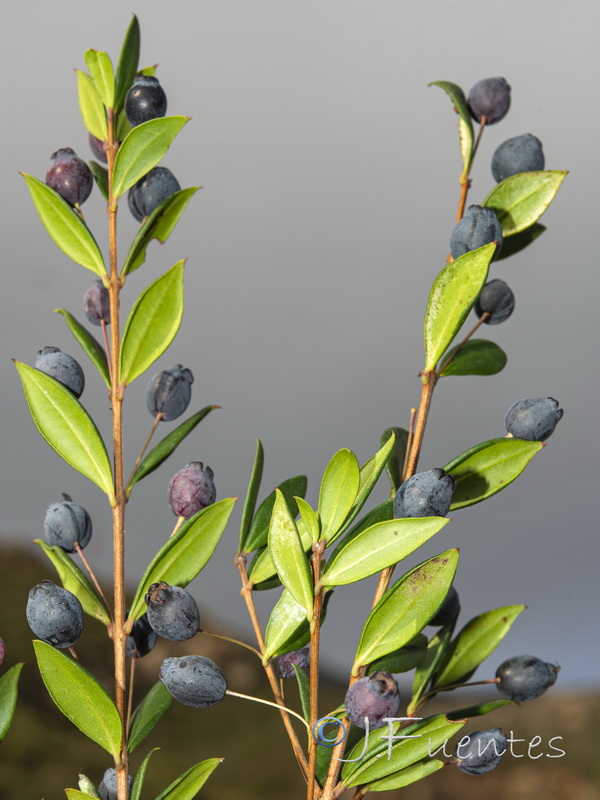 Myrtus communis.21