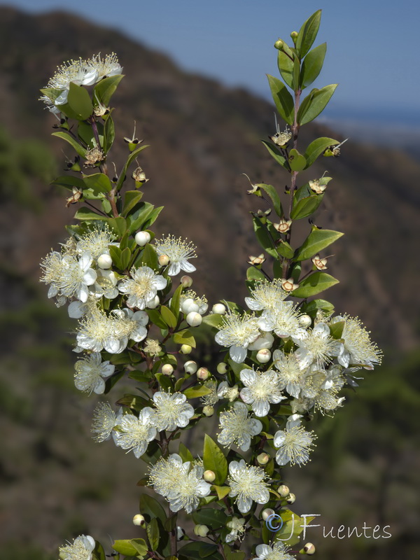 Myrtus communis.24