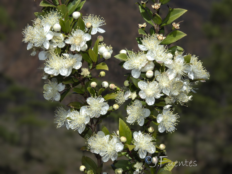 Myrtus communis.25