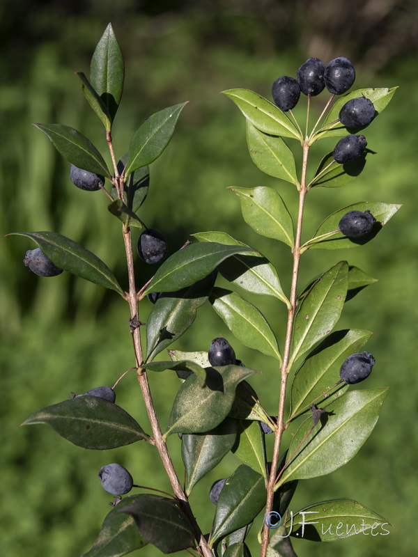 Myrtus communis.21