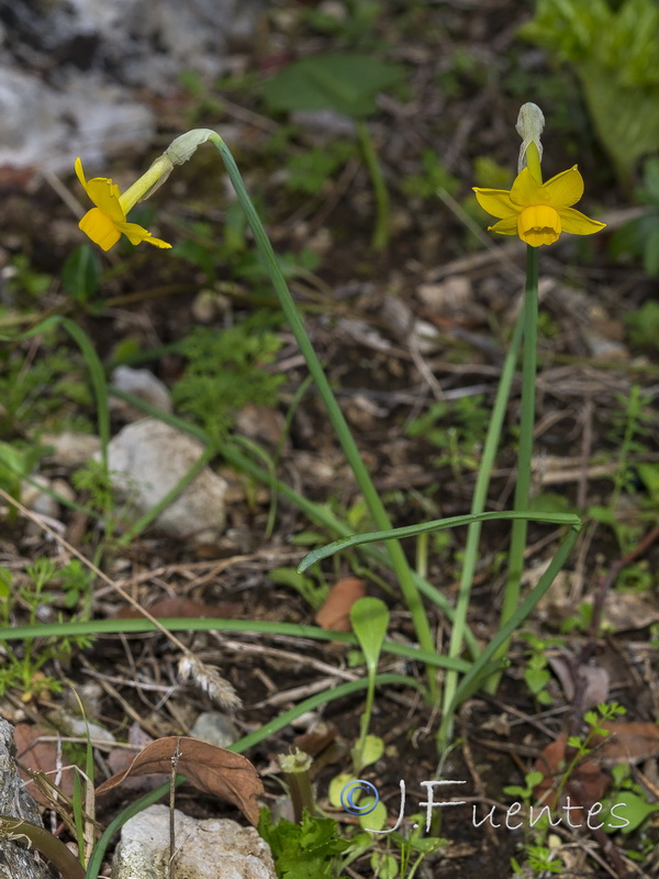 Narcissus arundanus.02