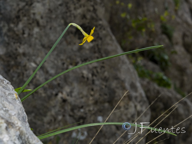 Narcissus arundanus.03