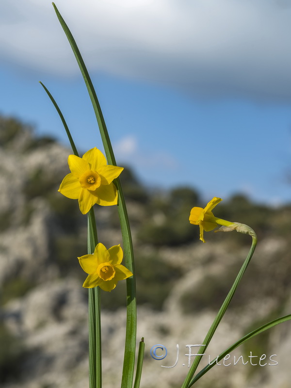 Narcissus arundanus.04