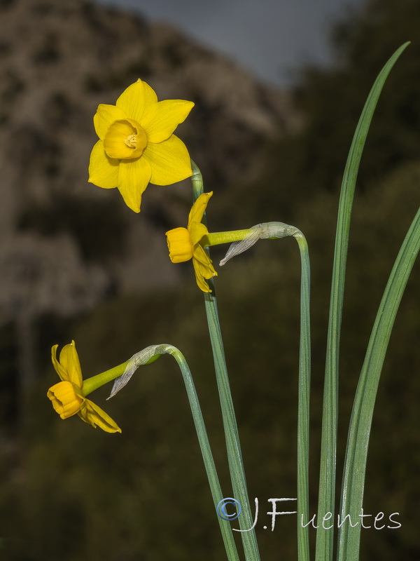 Narcissus arundanus.05