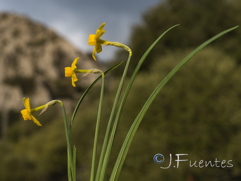 Narcissus arundanus.06