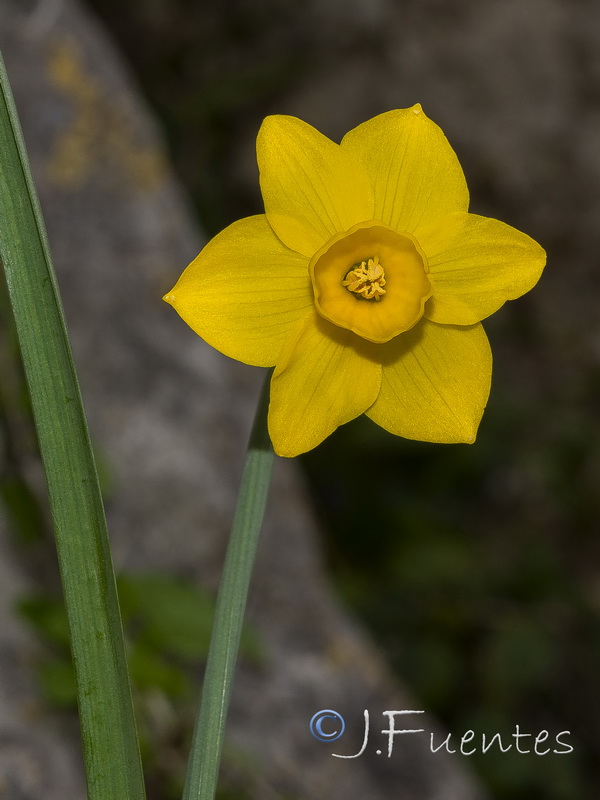 Narcissus arundanus.07
