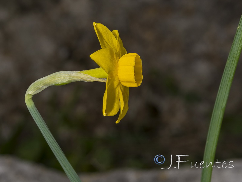 Narcissus arundanus.08