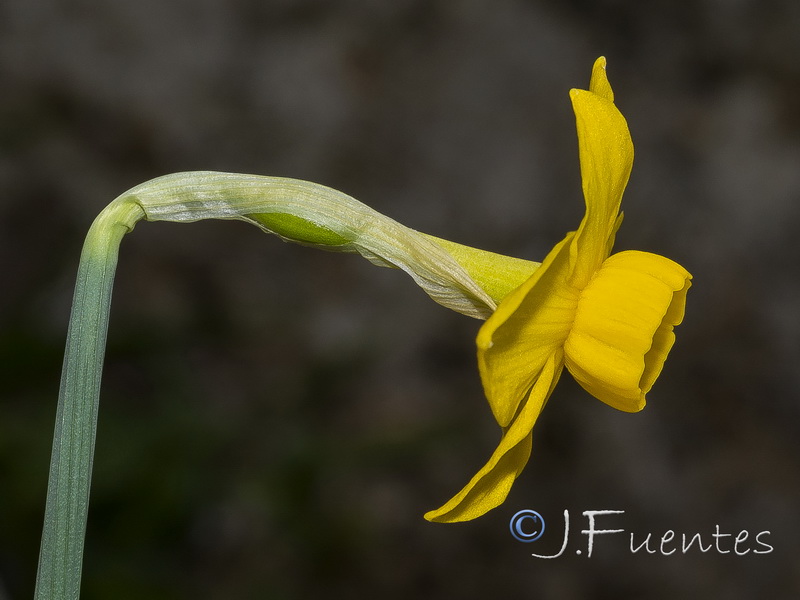 Narcissus arundanus.09