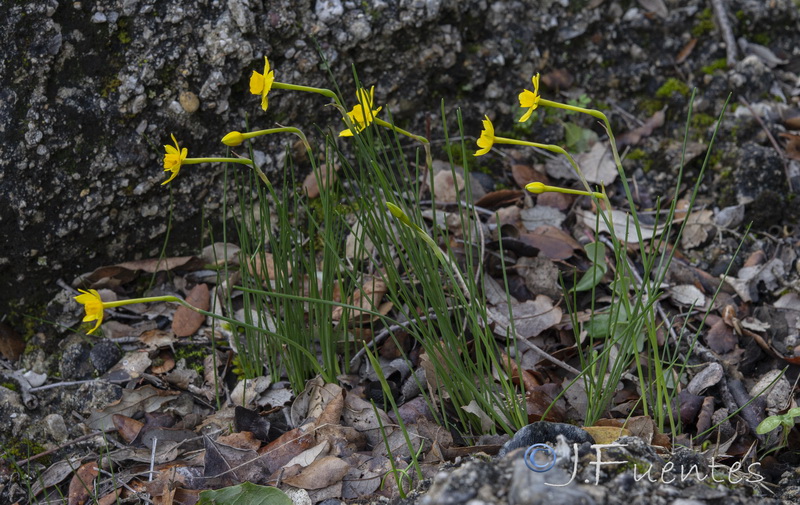 Narcissus assoanus assoanus.10