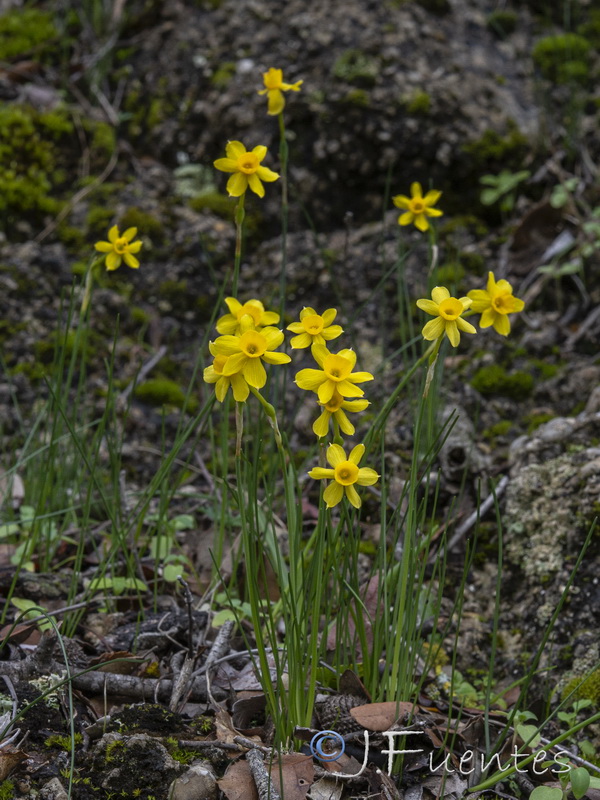 Narcissus assoanus assoanus.12