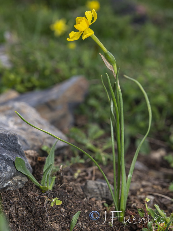 Narcissus assoanus assoanus.16