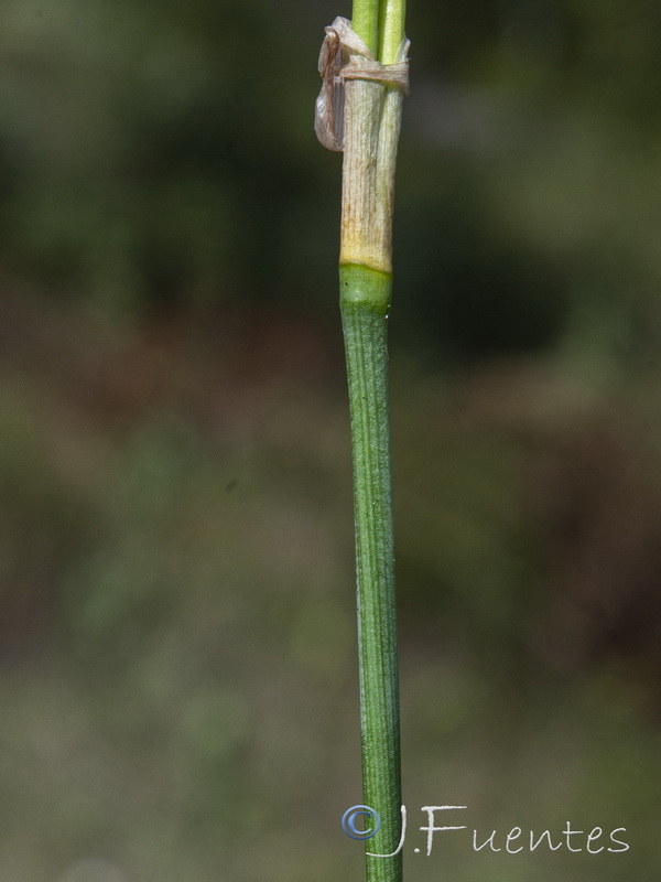 Narcissus assoanus assoanus.18