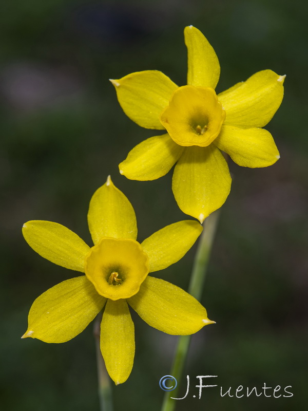 Narcissus assoanus assoanus.21