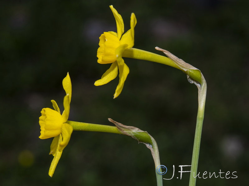 Narcissus assoanus assoanus.02
