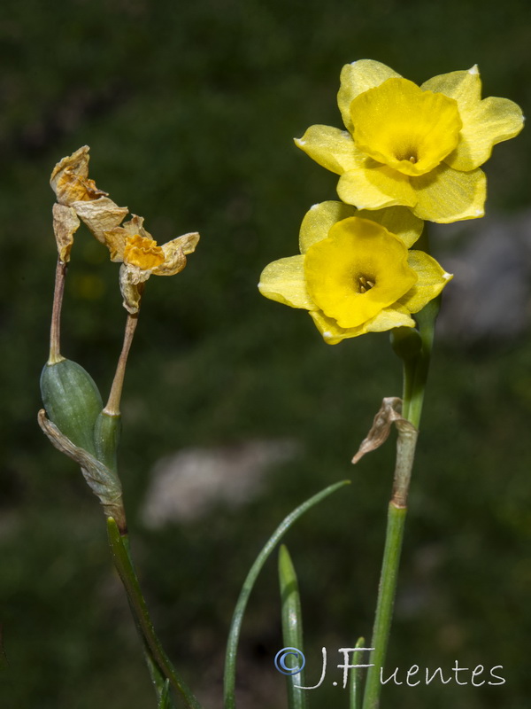 Narcissus assoanus assoanus.23