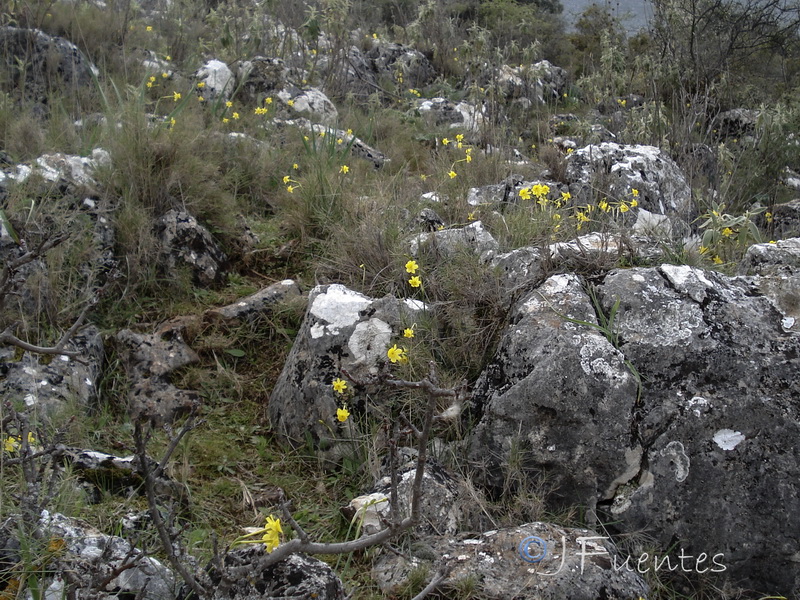 Narcissus assoanus baeticus.01