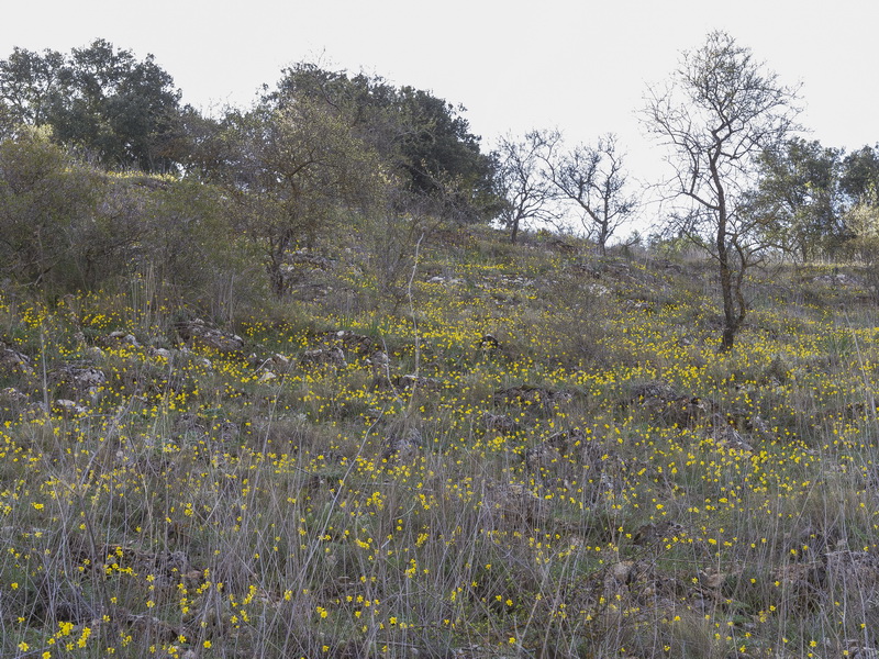 Narcissus assoanus baeticus.19