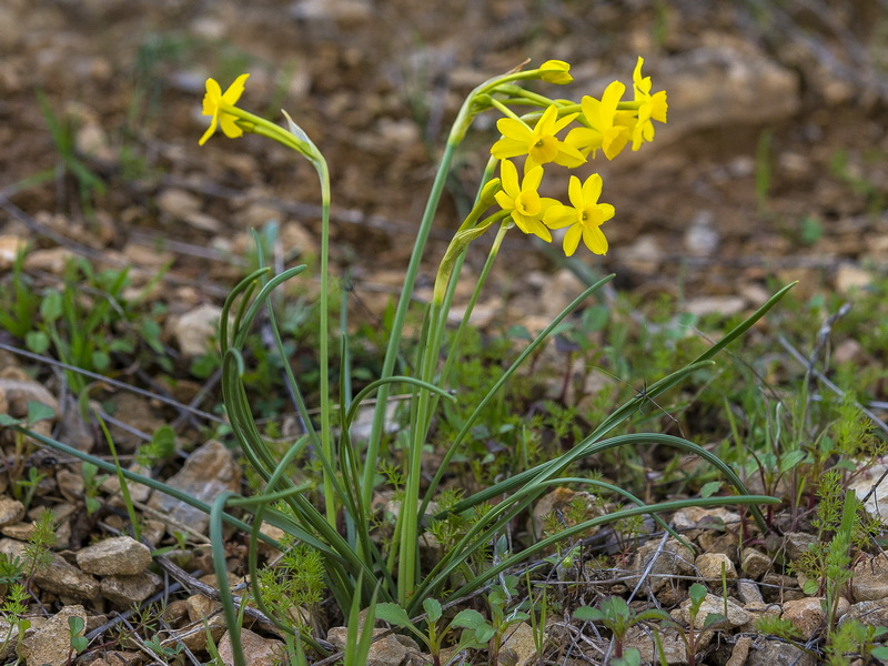 Narcissus assoanus baeticus.21