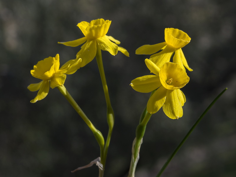 Narcissus assoanus baeticus.23