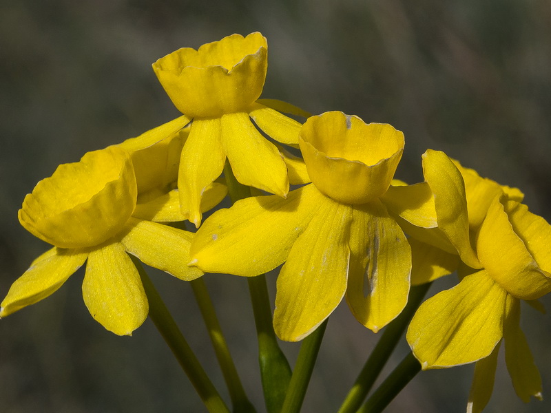 Narcissus assoanus baeticus.25