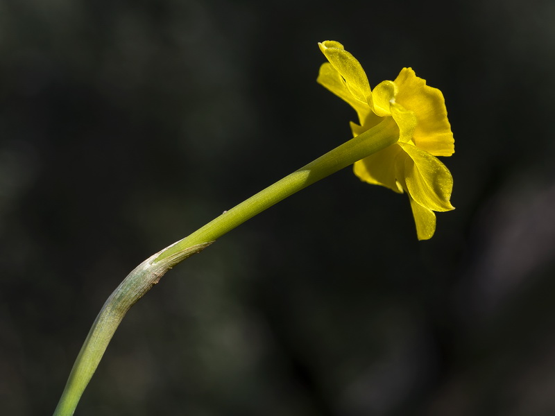 Narcissus assoanus baeticus.30