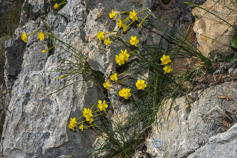 Narcissus assoanus baeticus.02