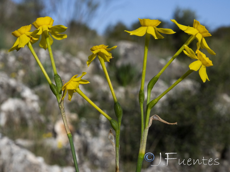 Narcissus assoanus baeticus.24