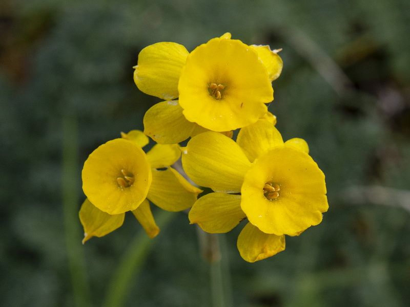 arcissus assoanus baeticus.47