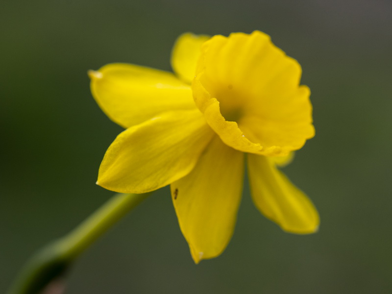 Narcissus assoanus baeticus.14